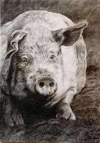 Schwein, Kohlezeichnung, Tiierportrait